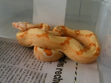 2011 Kahl sunglow