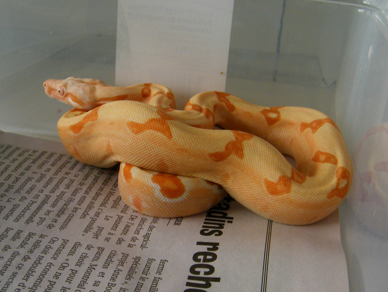 2011 Kahl sunglow