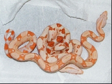 Sunglow and Albino