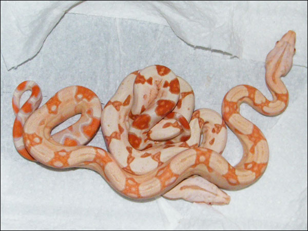 Sunglow and Albino