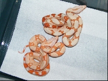 Sunglow and Albino