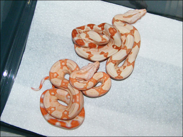 Sunglow and Albino
