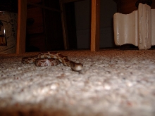 "Ahh Crikey!"  Crikey's comin to get me!