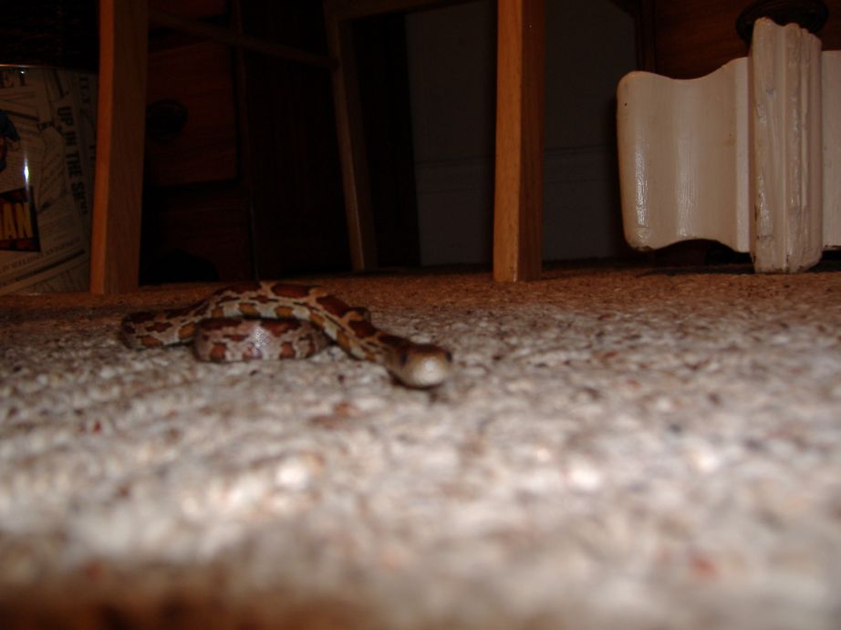 "Ahh Crikey!"  Crikey's comin to get me!