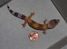 NEWGECKOI