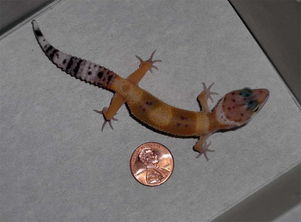 NEWGECKOI