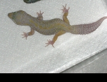 psII