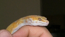 tremper sunglow enigma eye