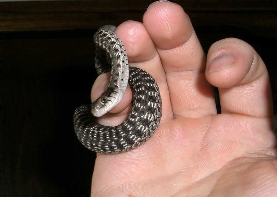 LARRYii