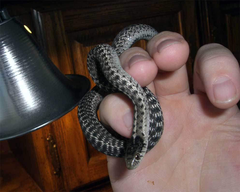 LARRYiii
