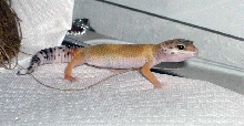 MELLii