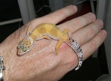 MELLiii