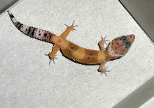 NEWGECKOII