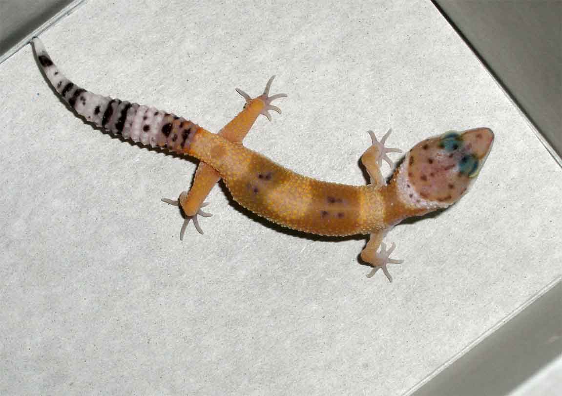 NEWGECKOII