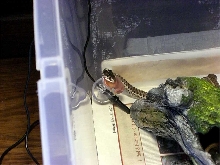 wandering garter eating pinky