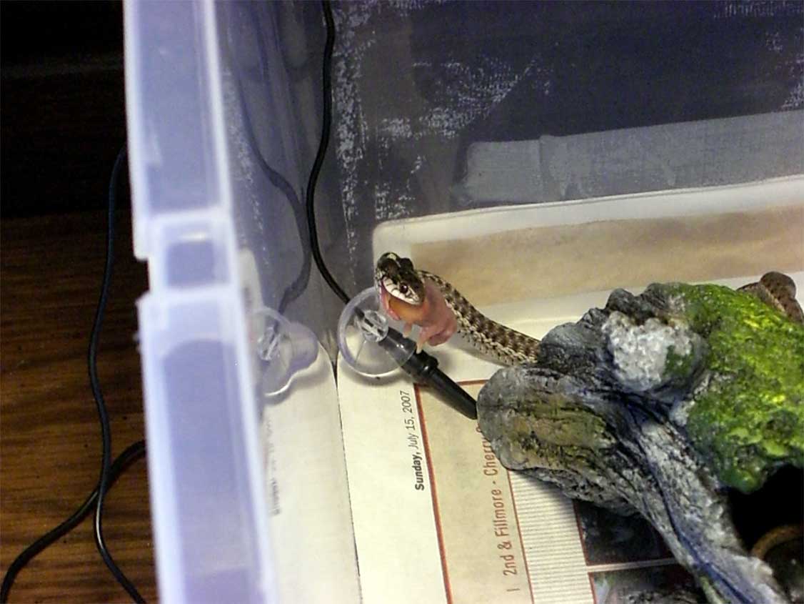 wandering garter eating pinky