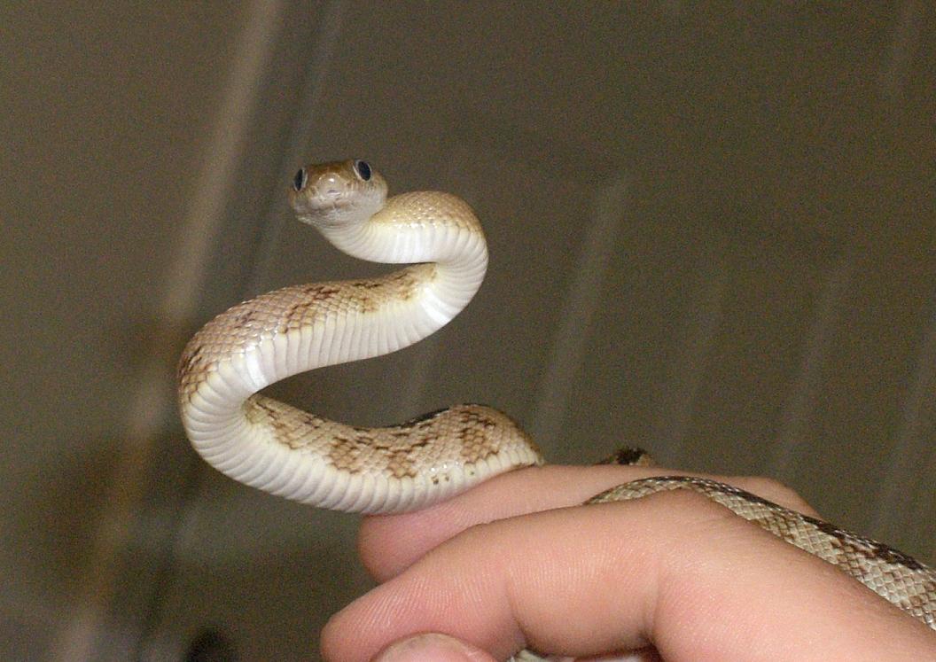 evildontsnap