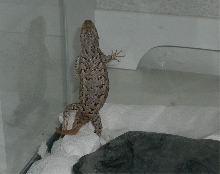 new guy