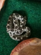bullsnake