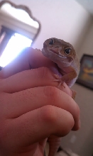 Ninja mouth issues