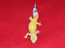 nibblesII