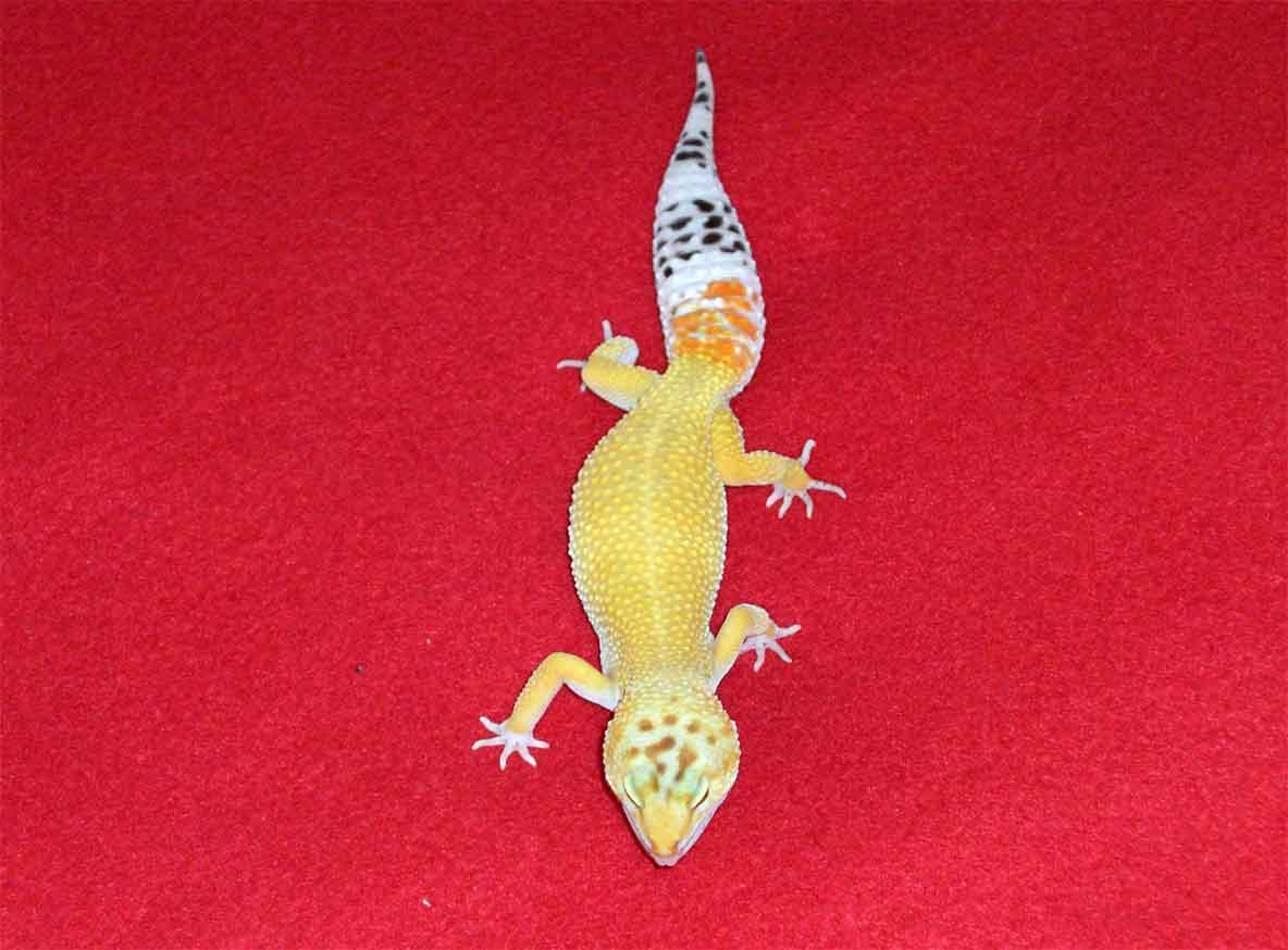 nibblesII