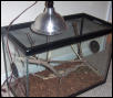 Red Tail Boa and cage
