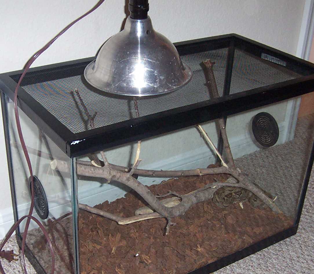 Red Tail Boa and cage