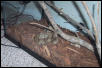 Red Tail Boa Inside Cage