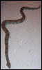Beautiful Red Tail Boa