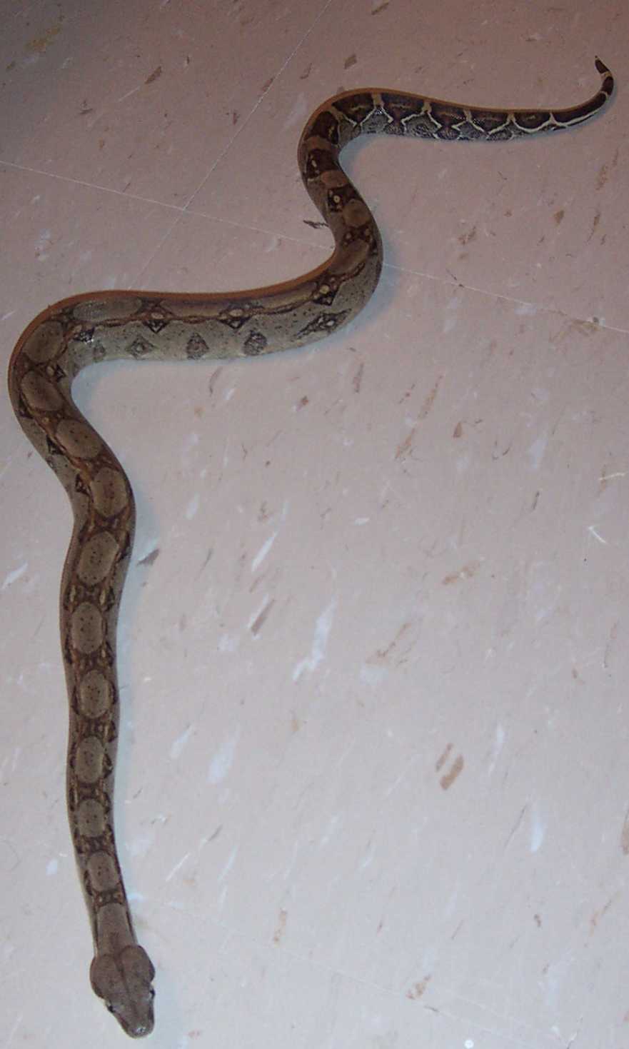 Beautiful Red Tail Boa