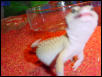 When geckos attack!!!