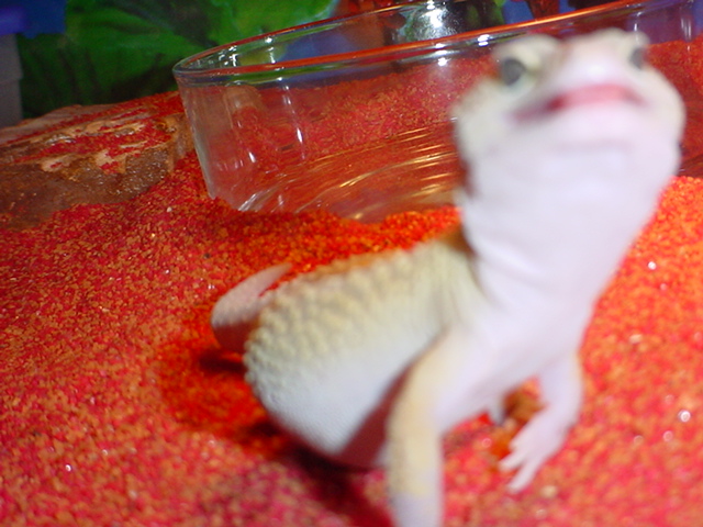When geckos attack!!!