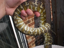 female IJCP