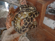 fresh shed IJ