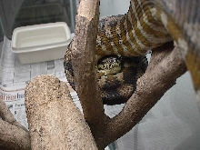 just peeking