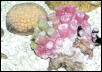 Saltwater - Austin Aquariums