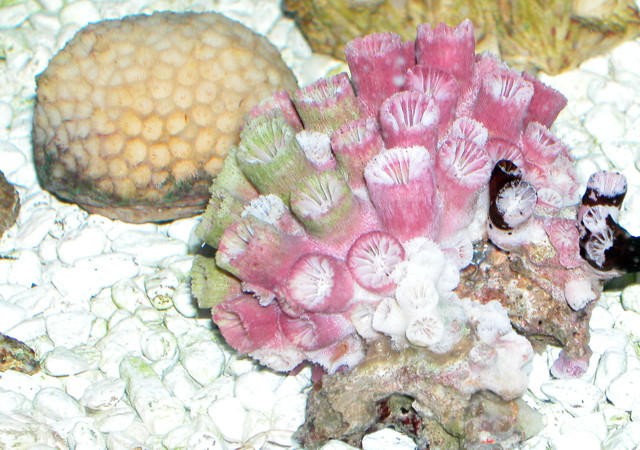Saltwater - Austin Aquariums