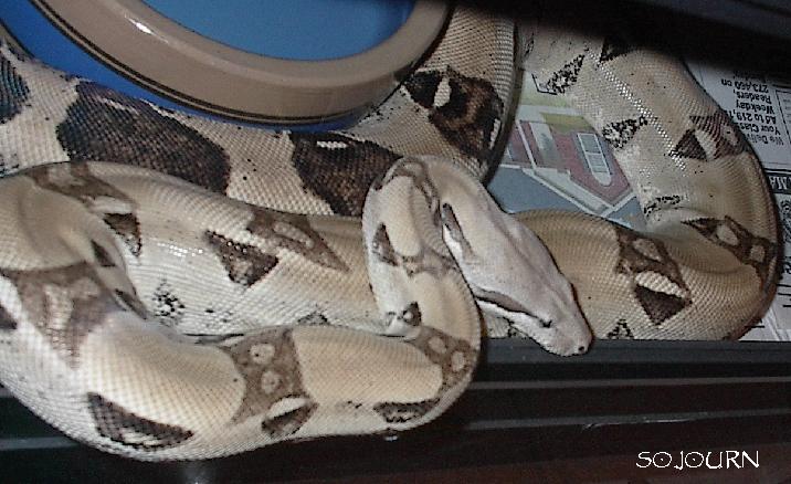 My Precious 2