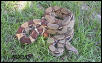 PK het for albino