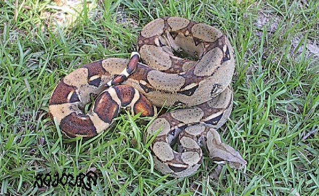 PK het for albino
