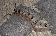 JiggyPillow