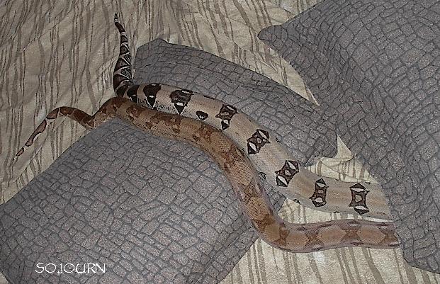 JiggyPillow