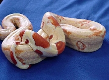 true suriname albino
