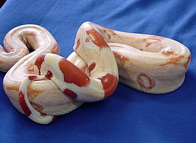true suriname albino