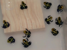 Cobalt Tinctorius Froglets