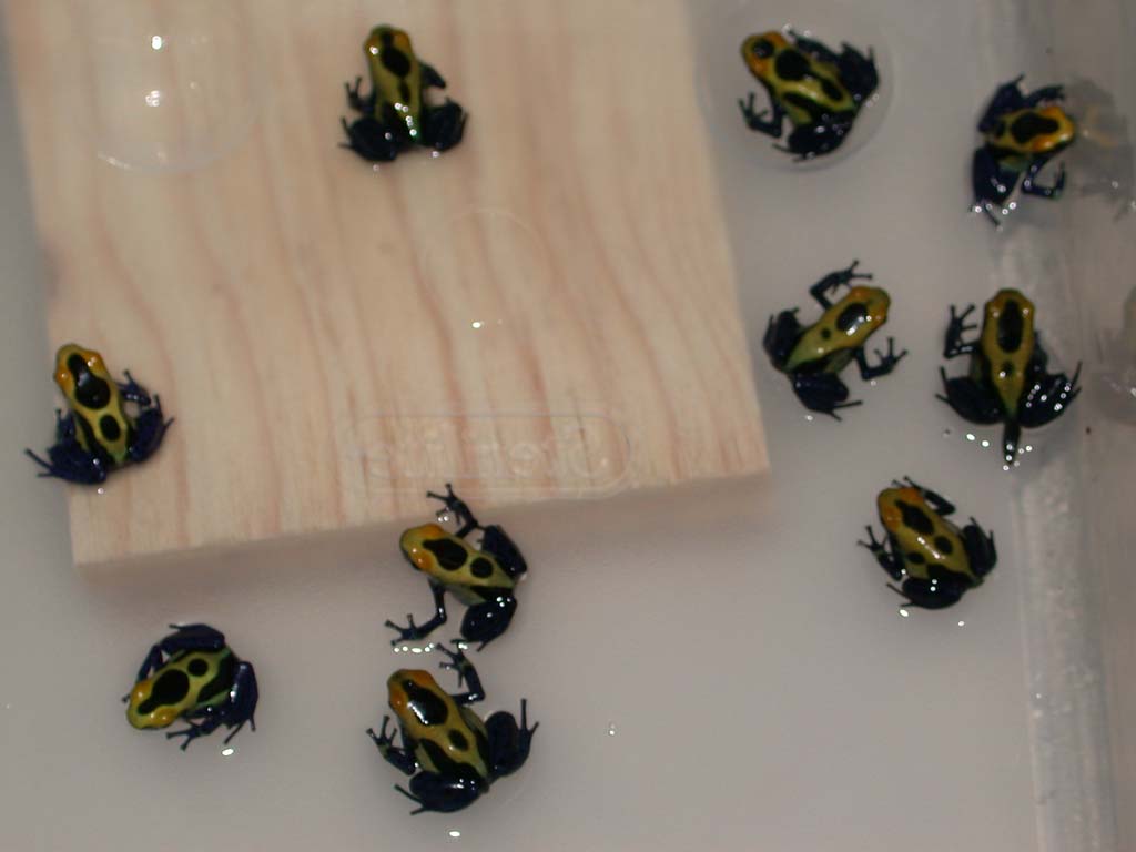Cobalt Tinctorius Froglets