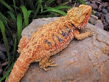 Ginger