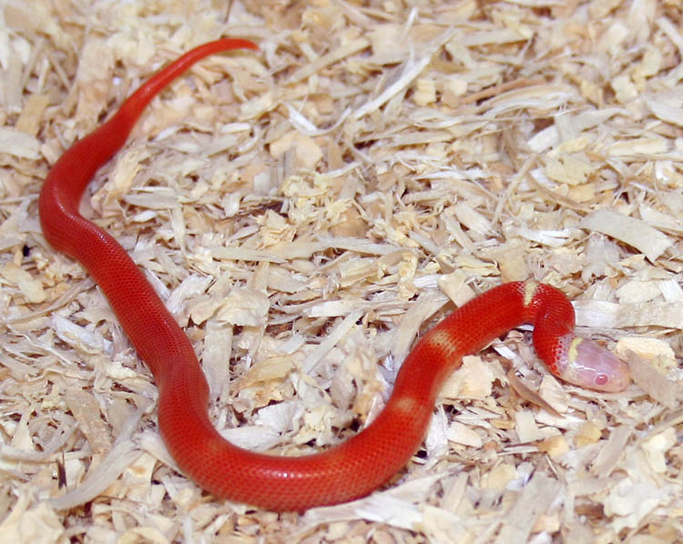 Patternless (Mostly) female