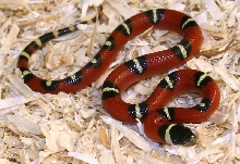 Spotted male